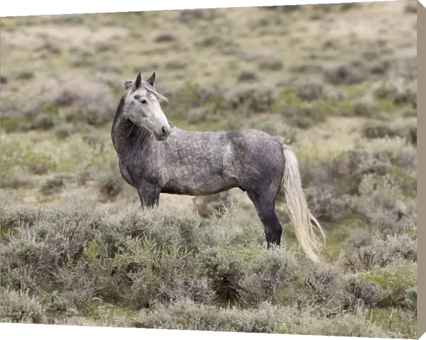 Wild horse  /  Mustang, gray, Adobe Town, Wyoming, USA