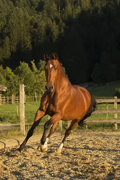 An Einsiedler  /  Swiss warmblood mare (Equus caballus) cantering, Schwyz, Switzerland