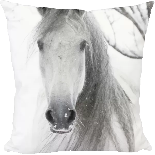 RF - Head portrait of grey Andalusian mare with long mane in snow, Berthoud, Colorado, USA