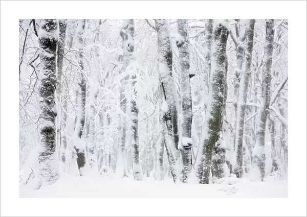 Pollarded European  /  Common beech tree (Fagus sylvatica) trees covered in snow, Hohneck