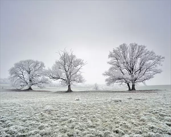 Farmland wtih three Oak trees (Quercus robur) covered in frost. Saint Gobain, Picardy