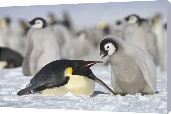 Emperor penguin (Aptenodytes forsteri) parent with chick begging for food at Snow