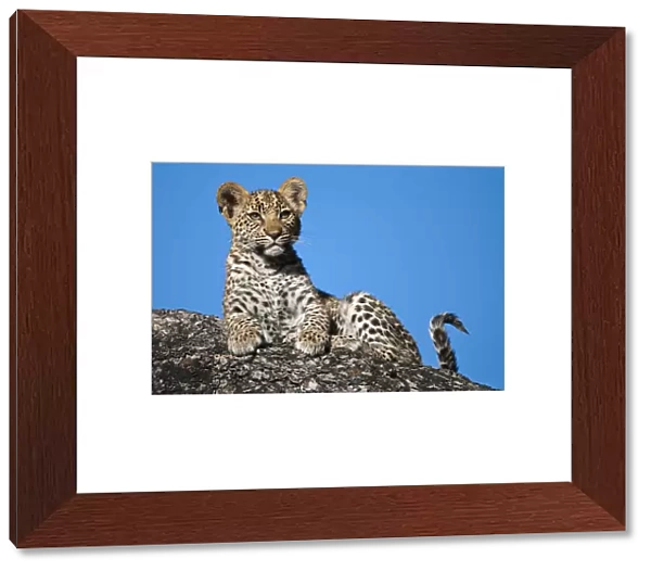 Leopard cub portrait (Panthera pardus) Okavango Delta, Botswana
