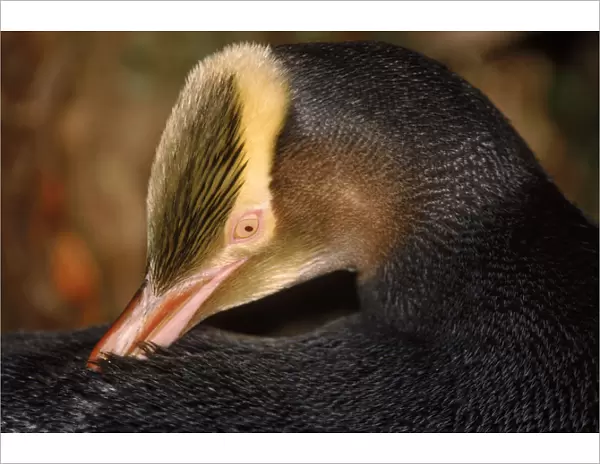 Yellow-eyed penguin preening feathers, Aukland Island, New Zealand