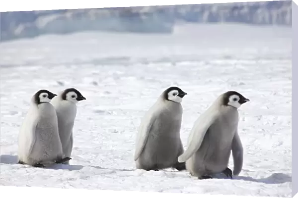 Emperor penguin (Aptenodytes forsteri) chicks walking, Snow Hill Island rookery, Antarctica
