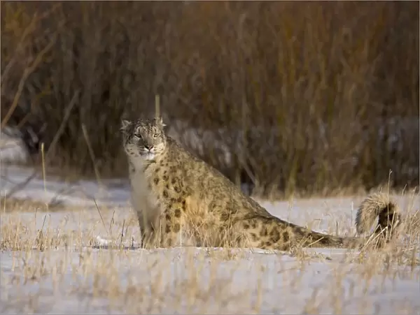 Snow leopard {Panthera uncia} sitting in snowy landscape, China, captive