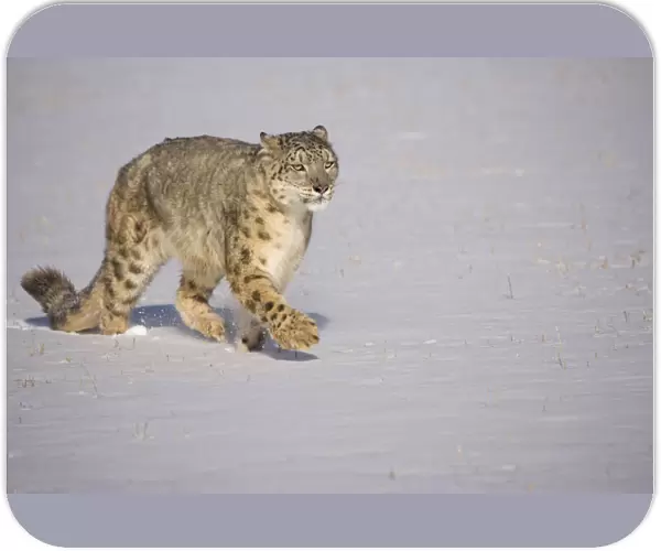 Snow leopard {Panthera uncia} walking over snow, China, captive