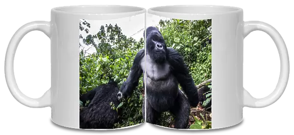 Mountain gorilla (Gorilla gorilla beringei) dominant silverback Akarevuro completely