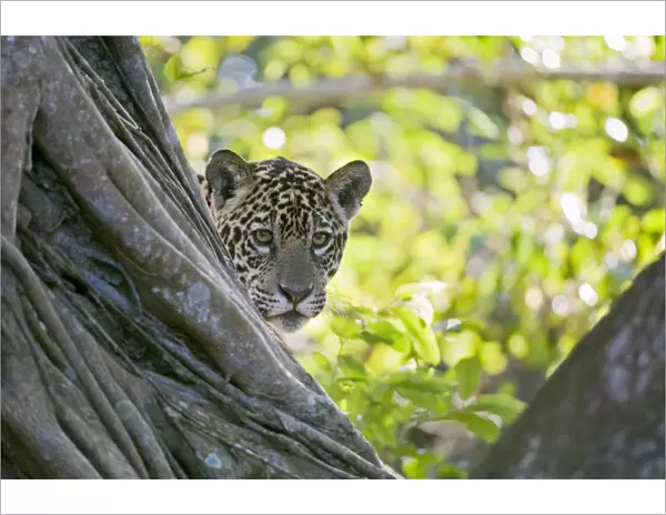 Jaguar (Panthera onca), one-year cub peering from behind tree, Cuiaba River, Pantanal, Brazil