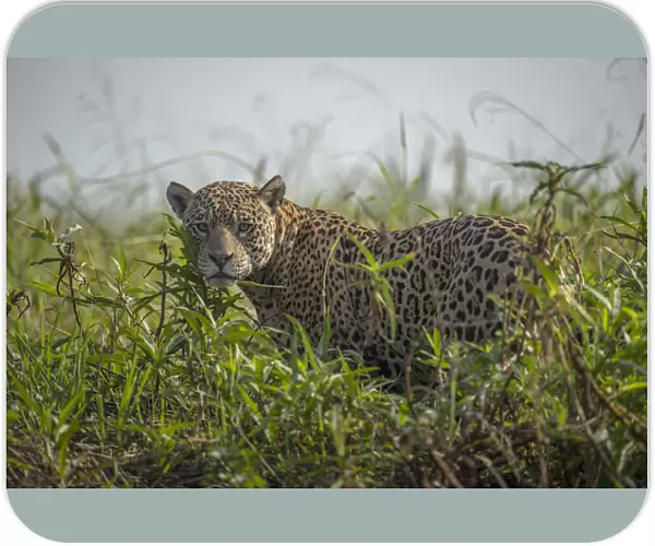 Jaguar (Panthera onca) male, Pantanal, Brazil