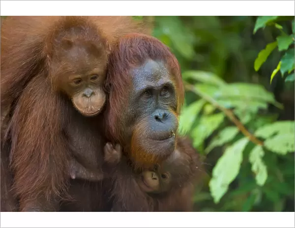 Bornean orangutan (Pongo pygmaeus) mother and babies, Tanjung Puting National Park