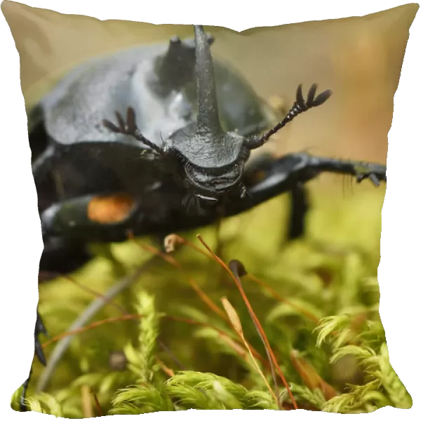 Rhinoceros beetle, (Oryctes sp) on a moss covered tree trunk, Tangjiahe National Nature Reserve