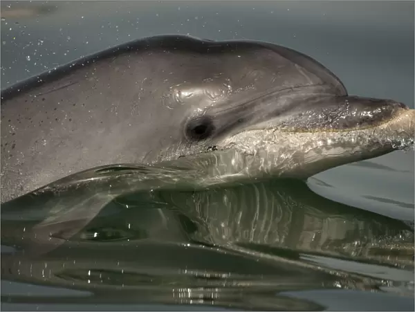 Bottlenose Dolphin (Tursiops truncatus) reflected at the surface, Sado Estuary, Portugal