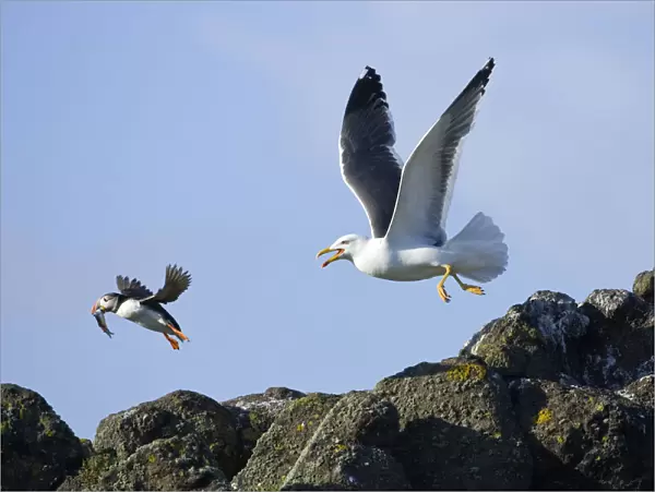 Puffin (Fratercula arctica) with fish chased by Lesser black-backed gull (Larus fuscus) Isle of May