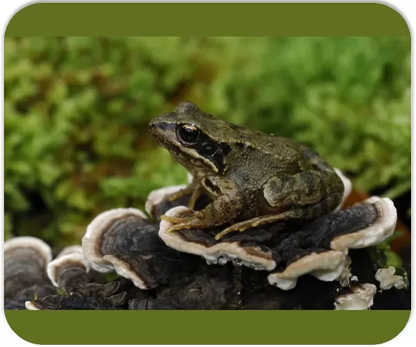 Common frog {Rana temporaria} sitting on fungi on fallen branch, County Fermanagh