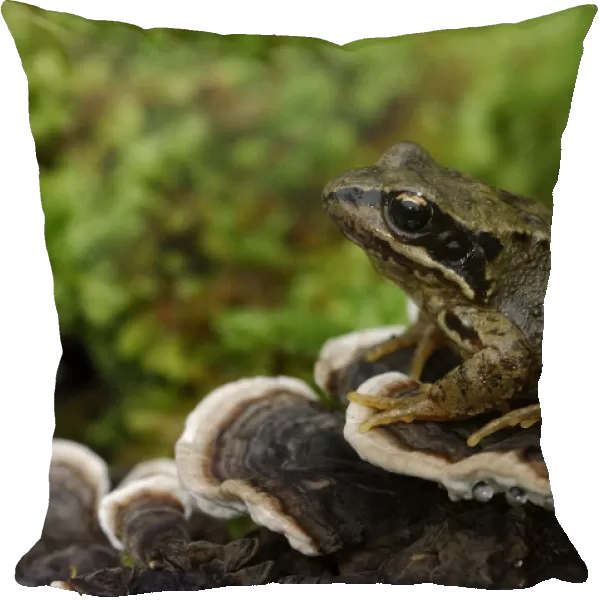Common frog {Rana temporaria} sitting on fungi on fallen branch, County Fermanagh