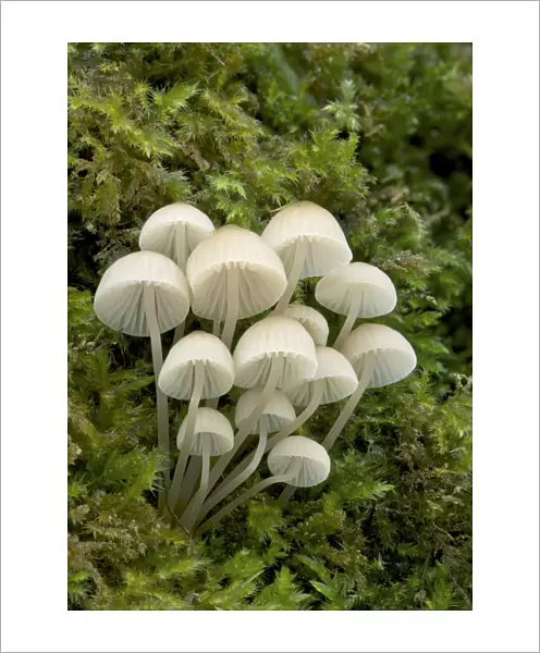 Bonnet mushroom (Mycena pseudocorticola) Glengarrif County Cork, County Down, Northern Ireland