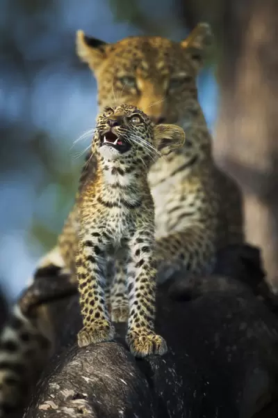Leopard (Panthera pardus) cub looking up at birds (out of frame) with mother in background