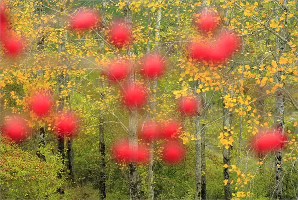 Hawthorn berries (Crataegus monogyna) in Poplar woodland (Populus) Sierra de Grazalema Natural Park
