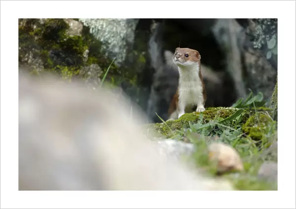 Weasel (Mustela nivalis) portrait, Sierra de Andujar Natural Park, Spain. January