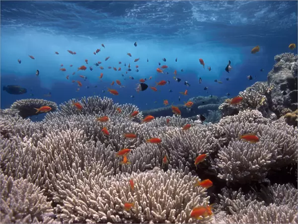 Coral reef scenery, shallow reef with wave and {Anthias} fish, Red Sea, Egypt BLUE_PLANET