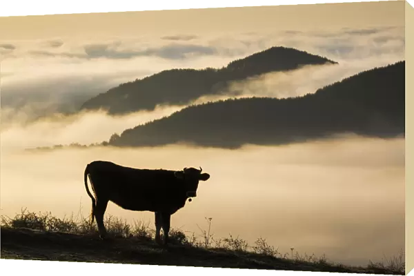 Cow with cowbell silhouetted at sunrise, with mist over the Eastern Rhodope Mountains