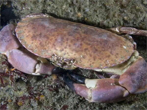 Edible crab (Cancer pagurus) underwater, looking up, Channel Isles, UK, June
