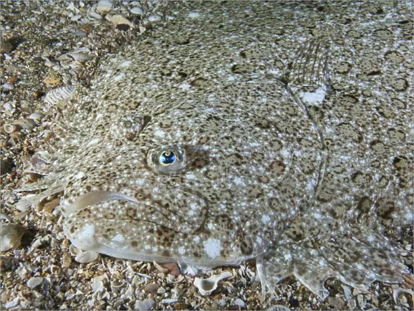 Brill (Scophthalmus rhombus) camouflaged on seabed, Channel Islands, UK, July