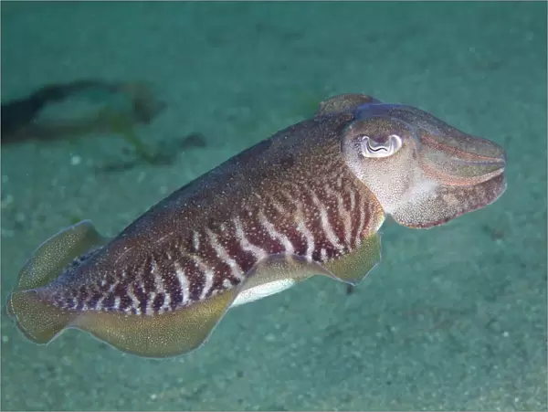 Common cuttlefish (Sepia officinalis) swimming profile, Channel Islands, UK July
