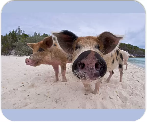 A group of young domestic pigs (Sus domestica) on the beach in the Bahamas. Exuma Cays, Bahamas