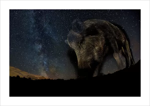 Wild boar (Sus scrofa) at night with the milky way in the background, Gyulaj, Tolna, Hungary