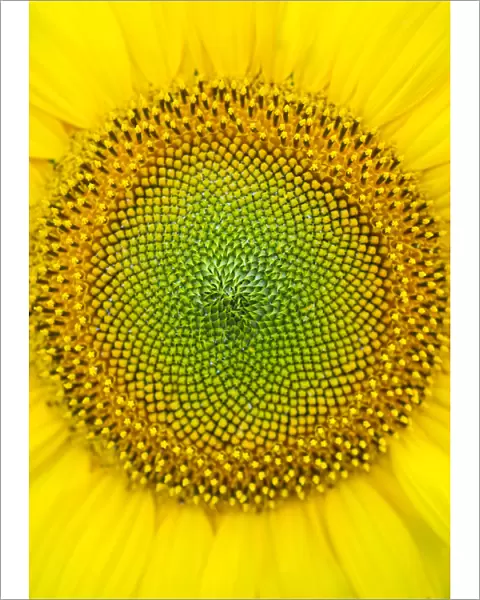 Sunflower (Helianthus annuus), close-up. Sunflower plantation in Cuestahedo, Merindad de Montija