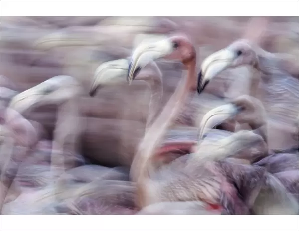 Blurred motion image of Caribbean flamingo (Phoenicopterus ruber) juveniles, captured to be tagged