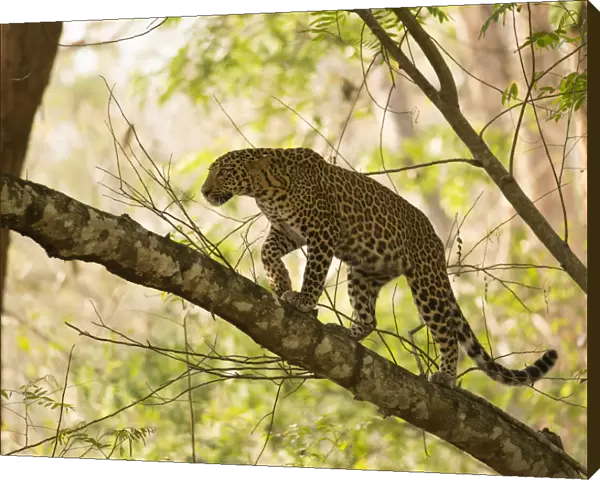 Leopard (Panthera pardus) climbing in tree. Kabini, Nagarhole National Park, Karnataka, India