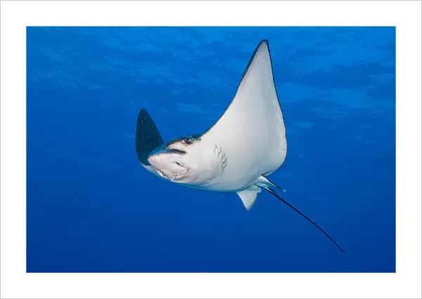 Spotted eagle ray (Aetobatus narinari) swimming in the blue next to a coral reef