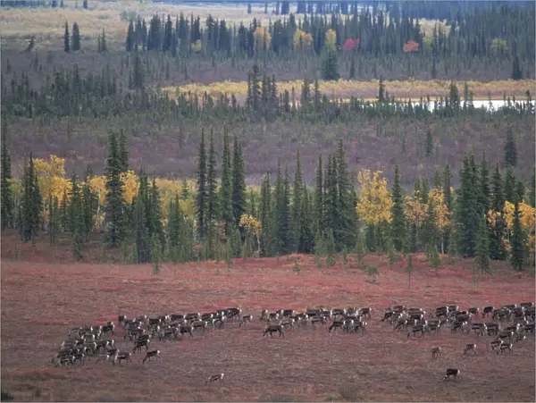RF- Caribou herd (Rangifer tarandus) grazing on tundra. Kobuk Valley National Park, Alaska, USA