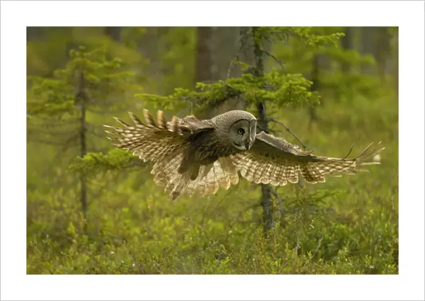 RF- Great grey owl (Strix nebulosa) in flight. Kuhmo, Finland
