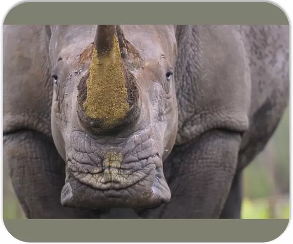 White rhinoceros (Ceratotherium simum) close up portrait, iMfolozi National Park