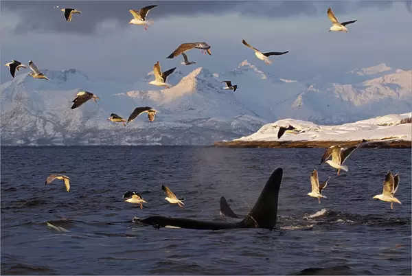 Gulls flying above two Killer whales  /  Orcas (Orcinus orca) surfacing, Tysfjord, Norway