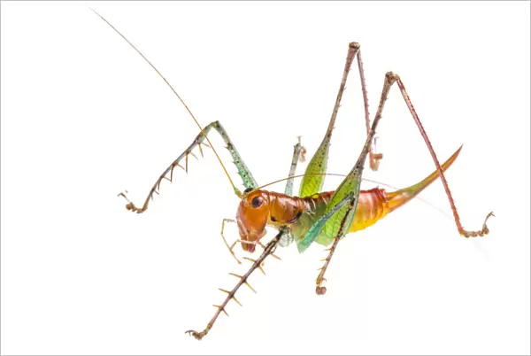 Spiny predatory katydid (Listroscelis sp) photographed on a white background in mobile field studio