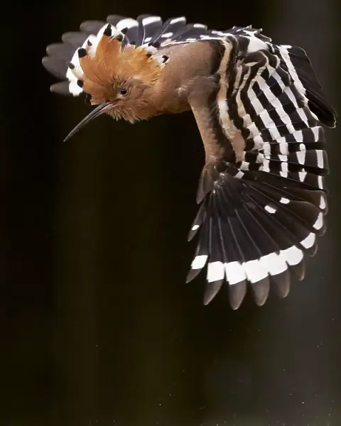 Hoopoe (Upupa epops) male in flight, Hungary May
