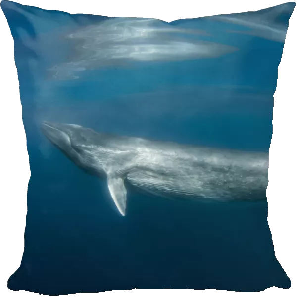 Fin whale (Balaenoptera physalus) just below surface, south Barcelona coast, Spain