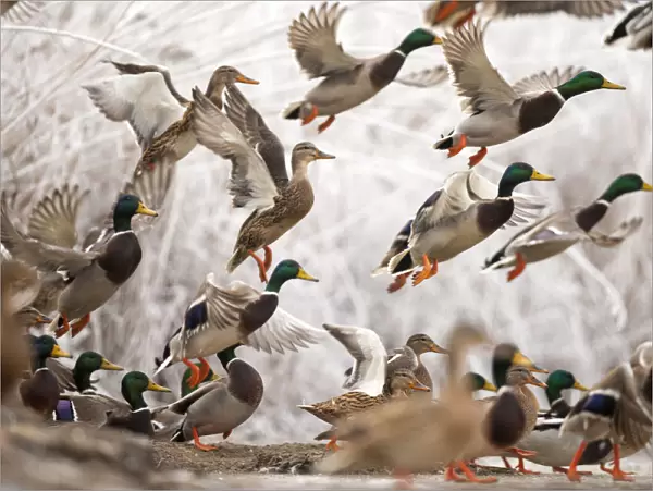 Flock of Mallard ducks (Anas platyrhynchos) taking off, Lake Csaj, Kiskunsagi National Park