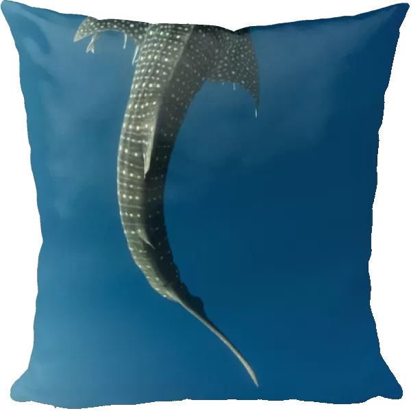 Whale shark (Rhincodon typus) viewed from above, Cenderawasih Bay, West Papua. Indonesia