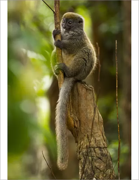 Bamboo lemur (Hapalmur griseus) sitting on tree stump. Andasibe-Mantadia National Park, Madagascar