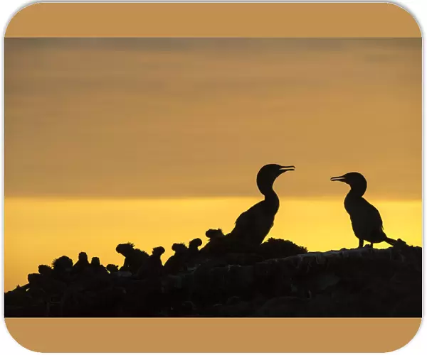 Flightless cormorant (Phalacrocorax harrisi) pair silhouetted at sunset next to Galapagos