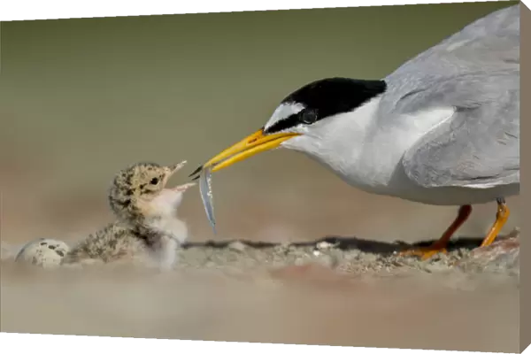 Little Tern (Sterna albifrons) feeding chick, Sado Estuary, Portugal. June