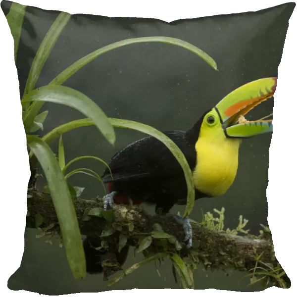 Keel-billed toucan (Ramphastos sulfuratus) perched on branch with beak open