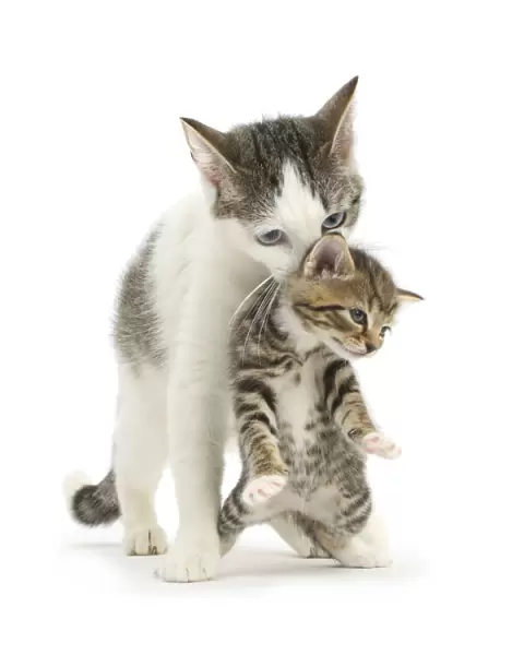 Tabby-and-white Siberian-cross mother cat carrying her tabby kitten, 4 weeks