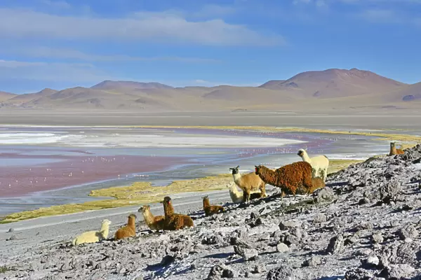 Llama (Lama glama) herd, Laguna colorada. Altiplano, Bolivia